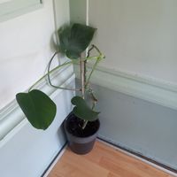 Monstera Zimmerpflanze mit Topf 