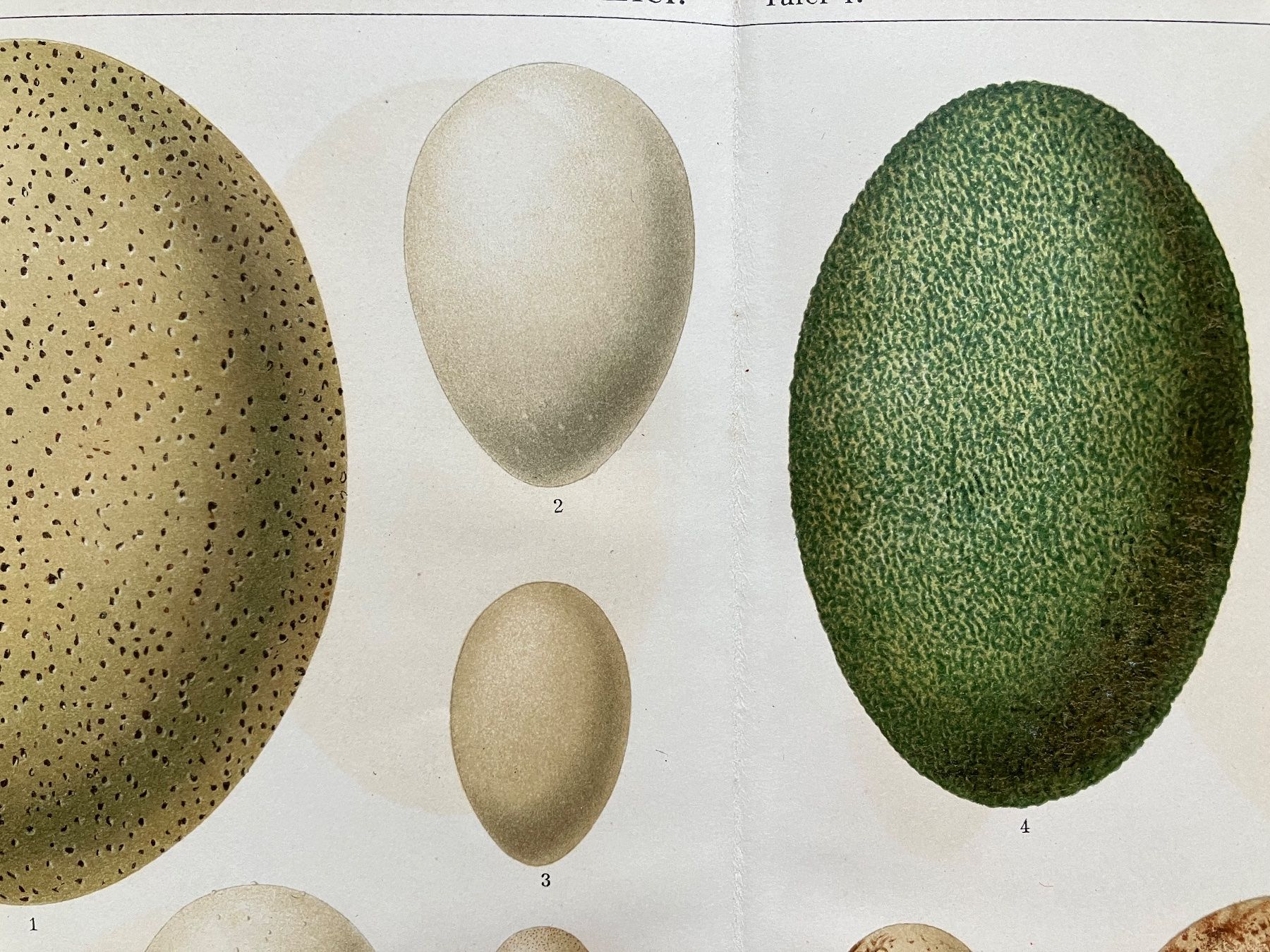 Grafica & Litografie: Vogeleier Lithographie – Usato da Basel venduto da papageientulpe 1