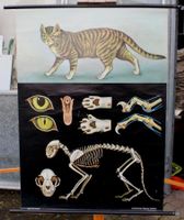⭐Schulwandbild „Katze“ – Jung, Koch, Quentell
