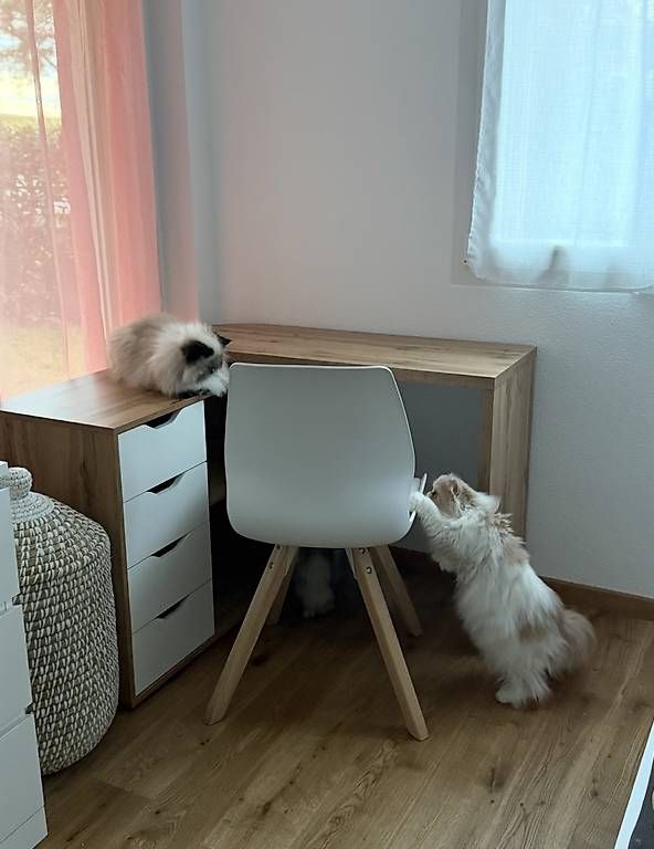Schreibtische: Bureau pivotant  – Gebraucht aus Monthey von jen_5bgh 1