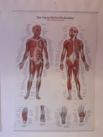 Anatomie Poster: Die menschliche Muskulatur – Top Zustand!