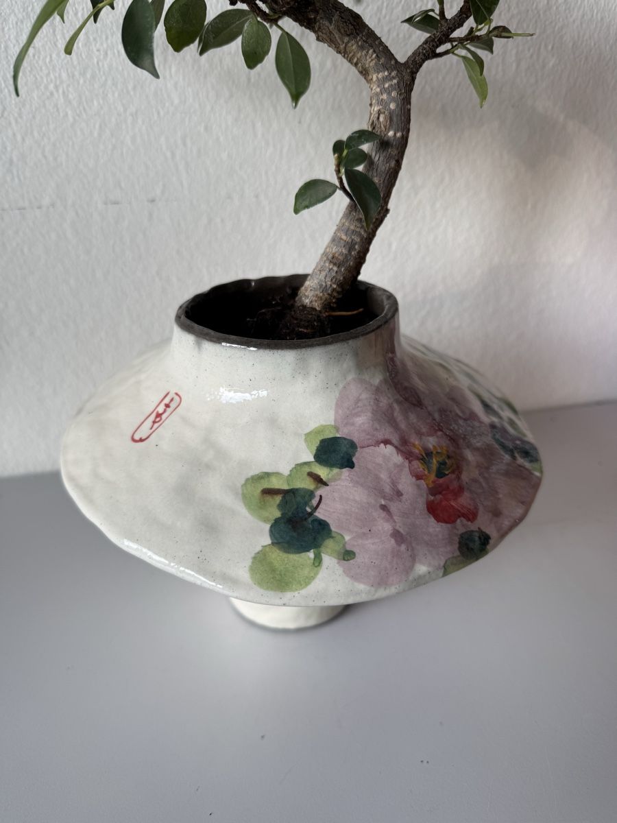 Piante & sementi: Ficus Bonsai in Vase – Usato da Rümlang venduto da Gruseh.ch 4