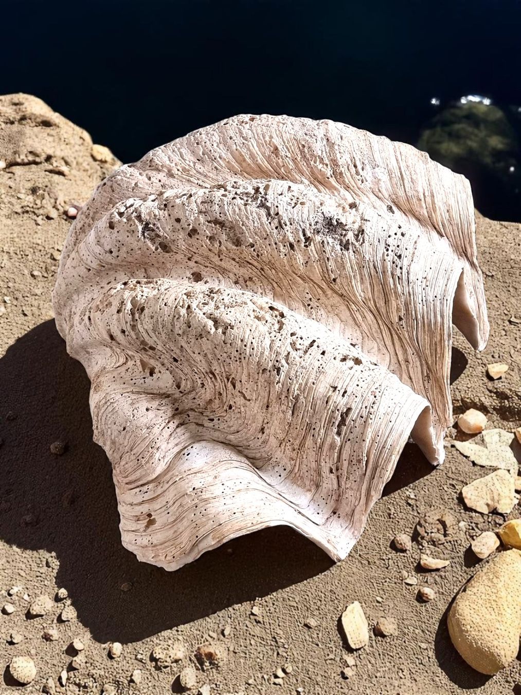 Fossilien: Riesenmuschel aus Indonesien – Gebraucht aus Zürich von Zuerichparis08 3