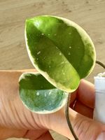Hoya Krimson Queen – rooted cutting #1 👑