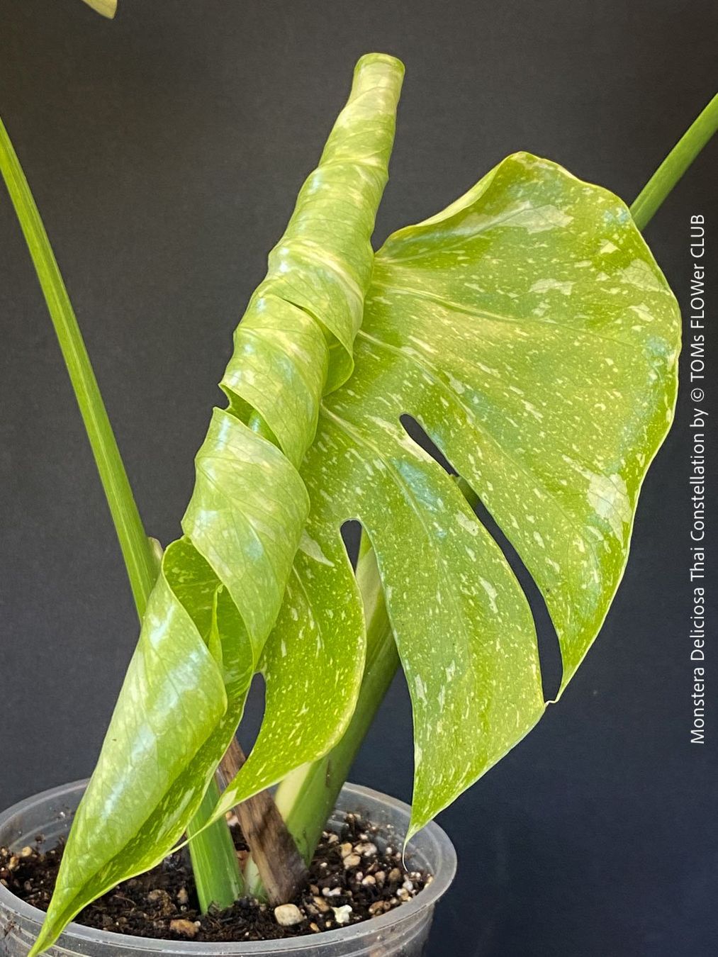 Piante & sementi: Monstera Deliciosa Thai Constellation - grossblättrig – Nuovo e nell'imballaggio originale da Adliswil venduto da astom369 2