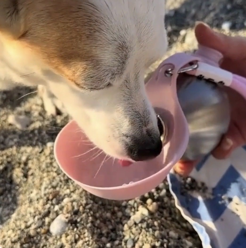 Borracce & Thermos: Gourde 2 en 1 pour chiens  – Nuovo e nell'imballaggio originale da Fully venduto da thg_dcv9 3
