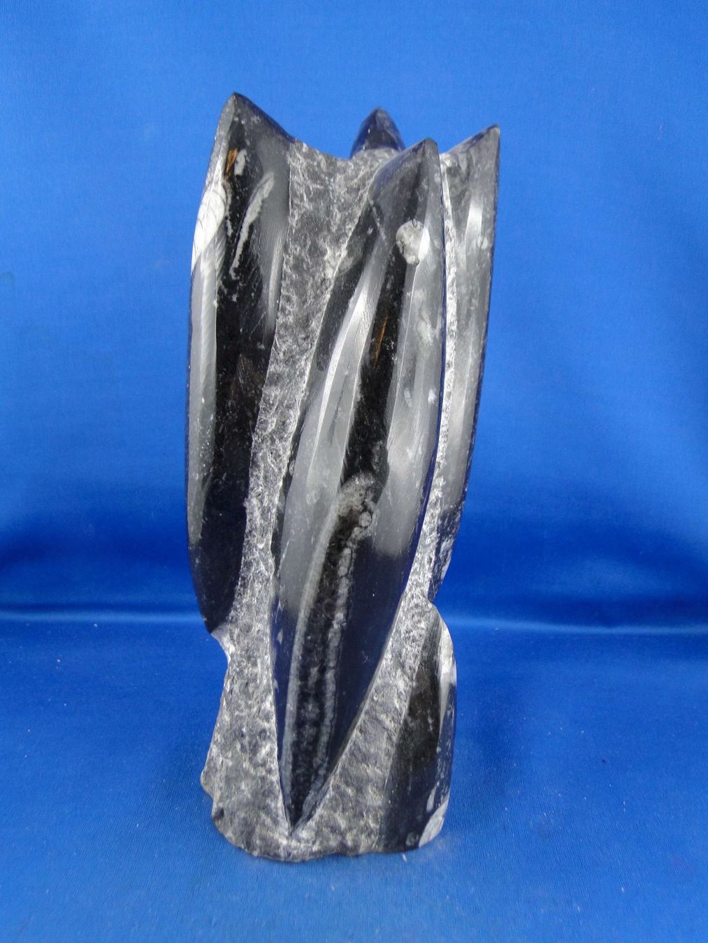 Fossili: Orthoceras Skulptur – Usato da Schinznach Bad venduto da Demerald 7