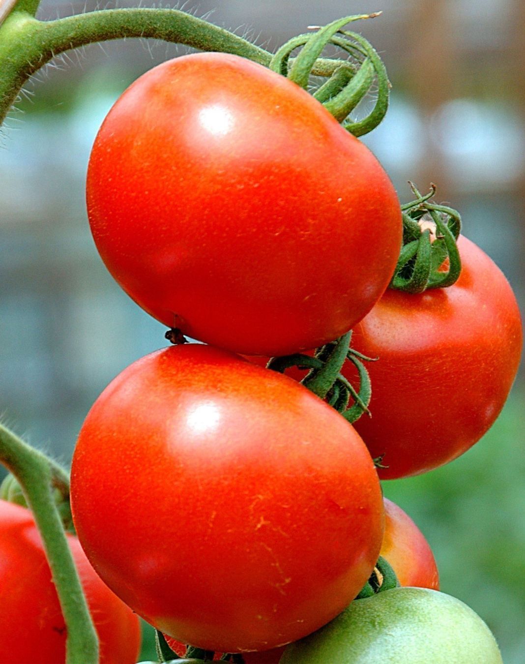 Piante & sementi: 50 Samen SAINT PIERRE SWEET Tomate – Nuovo (secondo la descrizione) da Ehrendingen venduto da VerveinaSamen 1