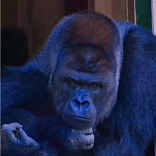 Profile image of Babouna