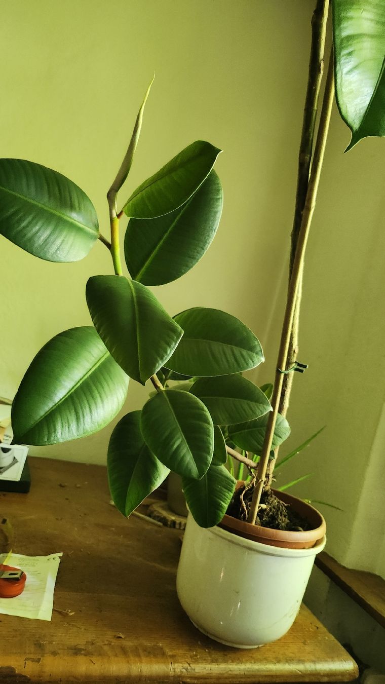 monstera adansonii in nature Monstera adansonii