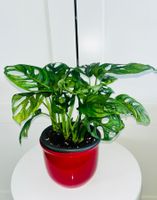 Monstera 'Monkey Leaf Monstera adansonii & ceramic cache pot