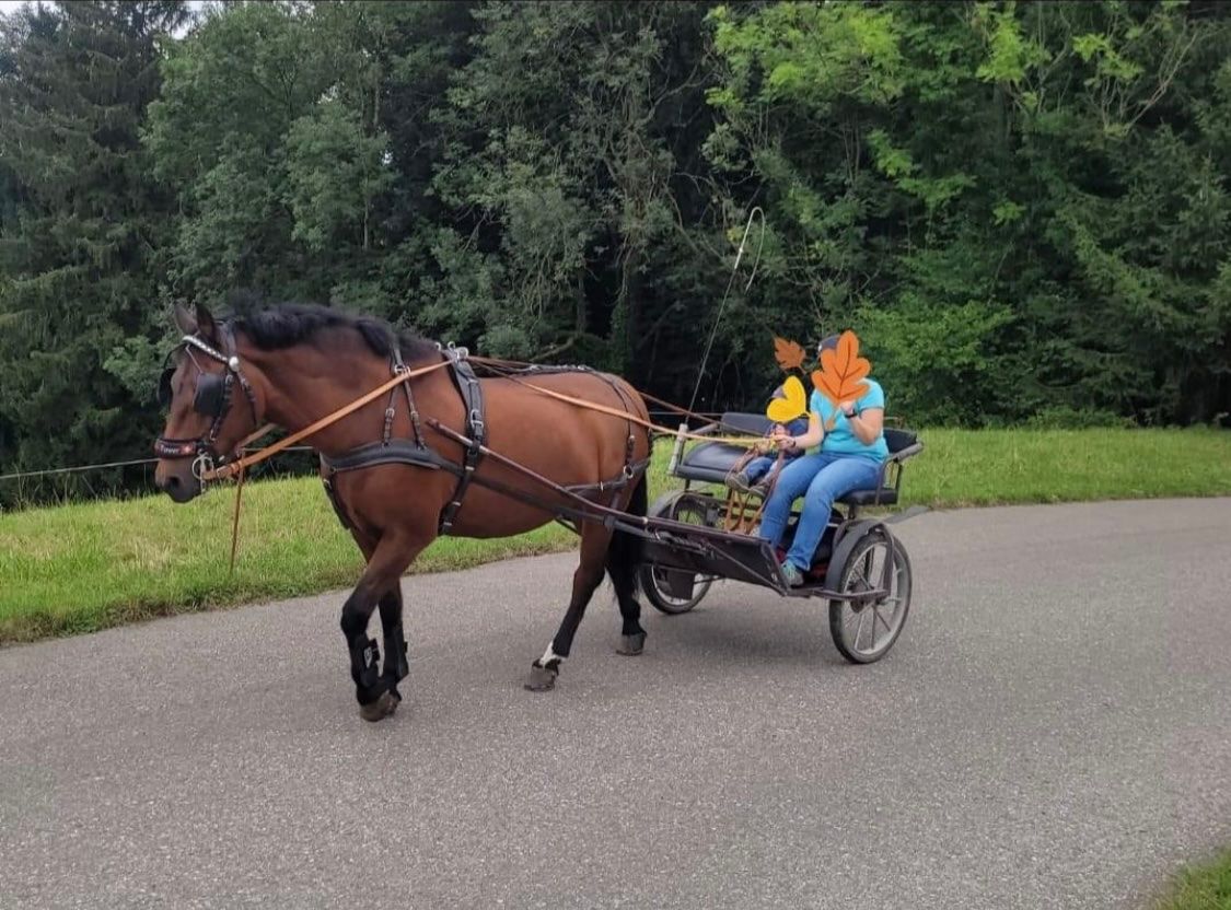 Carrozze: Einspänner-Kutsche, Gig – Usato da Brügg BE venduto da Nayeli02 4