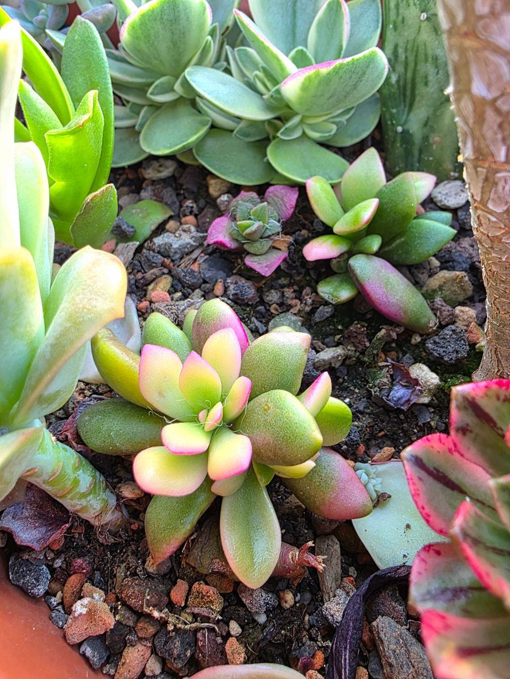 Piante & sementi: Anacampseros telephiastrum variegata 'Sunrise' Samen – Nuovo (secondo la descrizione) da Zürich venduto da The_Plant_Wizard 2
