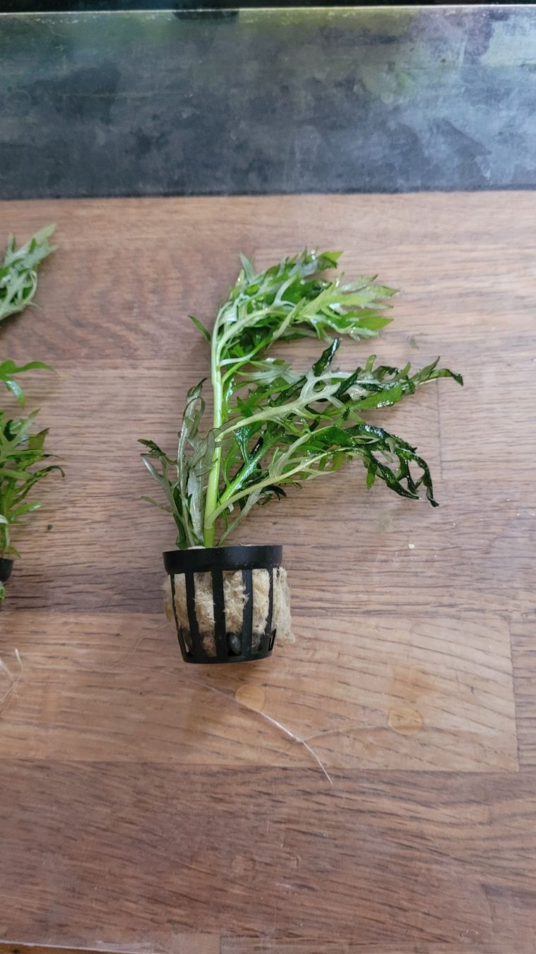 Piante & sementi: Hygrophila difformis – Nuovo e nell'imballaggio originale da Saxon venduto da Sebdem 1