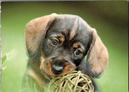 Postkarte mit Hund für Tierfreunde