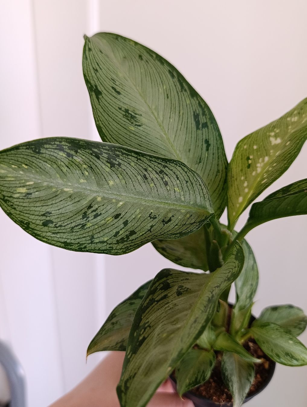 Piante & sementi: Dieffenbachia Snow – Usato da Baar venduto da L.isa28 4