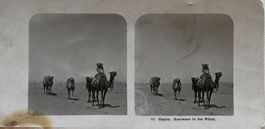 Vintage Stereofoto, Kairo, Ägypten, Karawane, Kamele