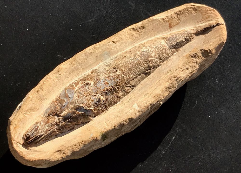 Wunderbar Christ Fossil Bildernie12108