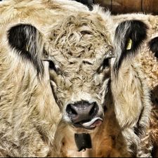 Profile image of mamisch