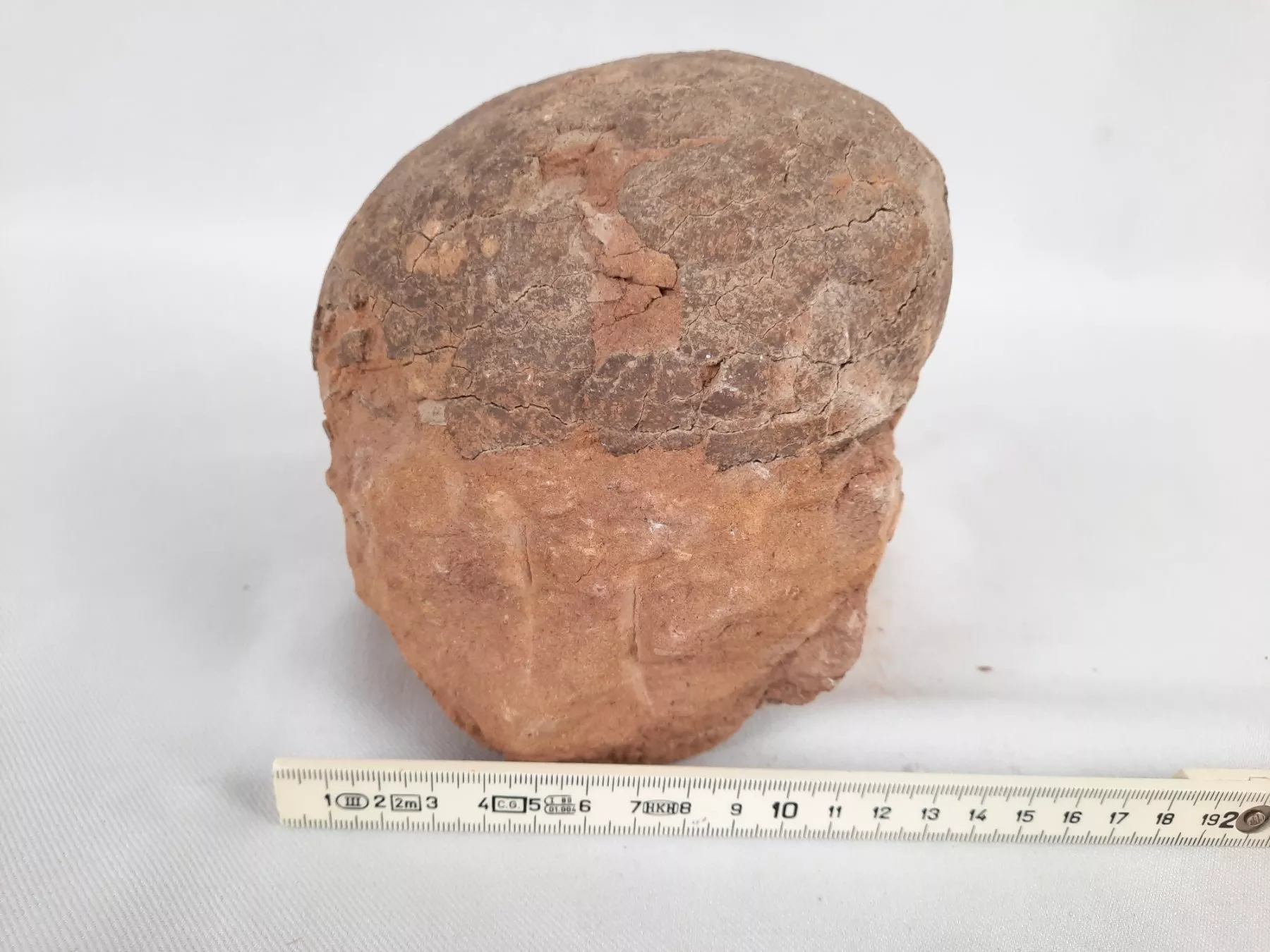 Fossili: Versteinertes Dinosaurier Ei – Usato da Beinwil am See venduto da Restwert_Beinwil 5