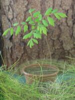 Koelreuteria paniculata, Blasenbaum ca 20 cm