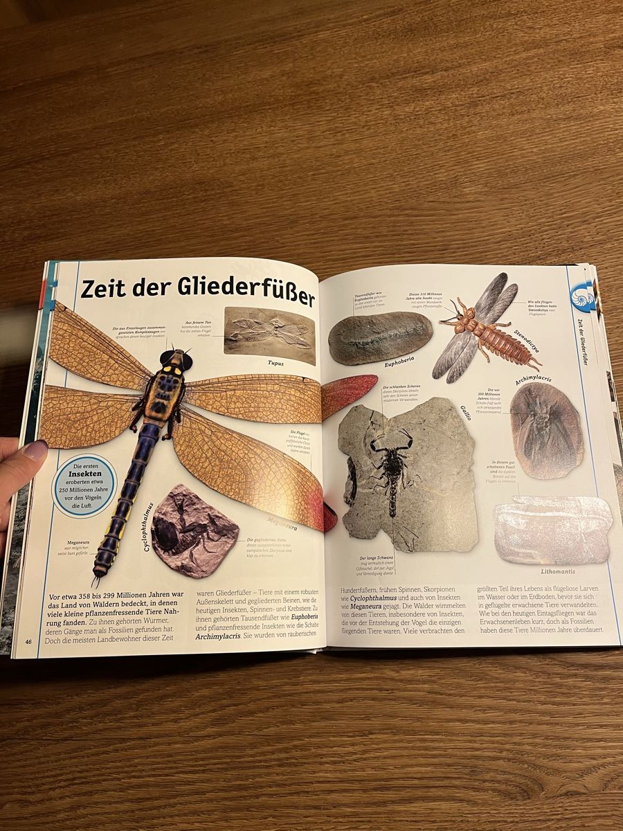 Libri: Dinosaurier buch – Nuovo (secondo la descrizione) da Uebeschi venduto da lee-elle 5