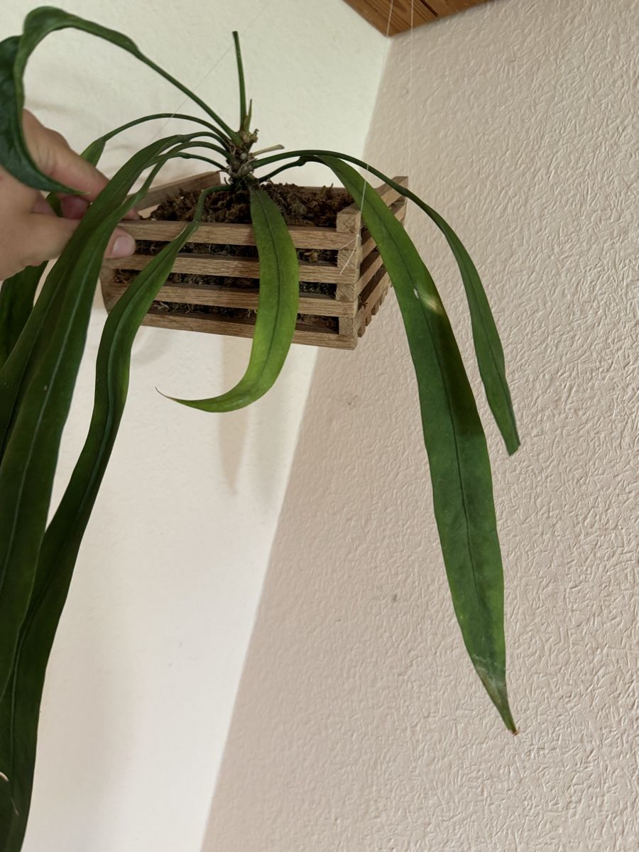 Pflanzen & Samen: Anthurium vittarifolium – Gebraucht aus Männedorf von mrclst 2