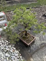 Bonsai 
