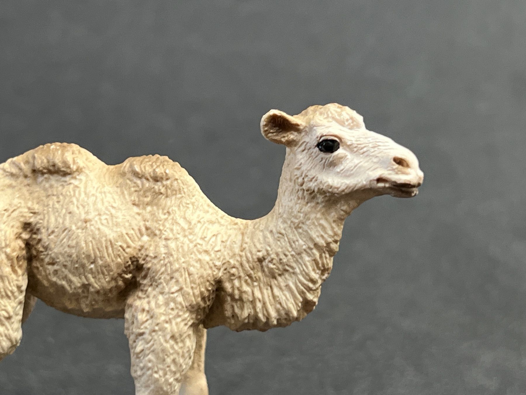 Schleich Statuette: Schleich Trampeltier Kamel Fohlen – Usato da Ennetbaden venduto da mapa05 8