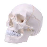 Modèle anatomique de crâne taille réelle