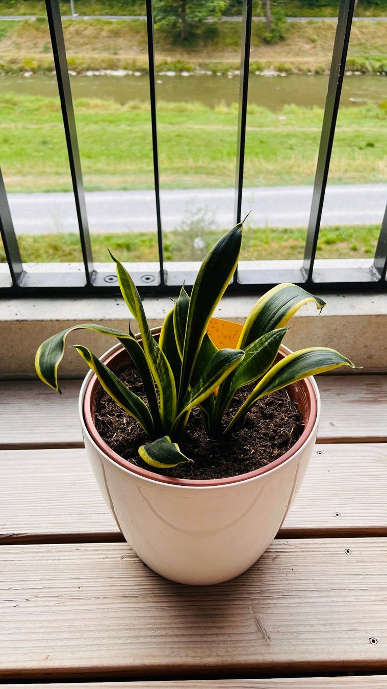Piante & sementi: Bogenhanf (Sansevieria) – Usato da Zürich venduto da fyhftw
