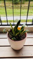 Bogenhanf (Sansevieria)