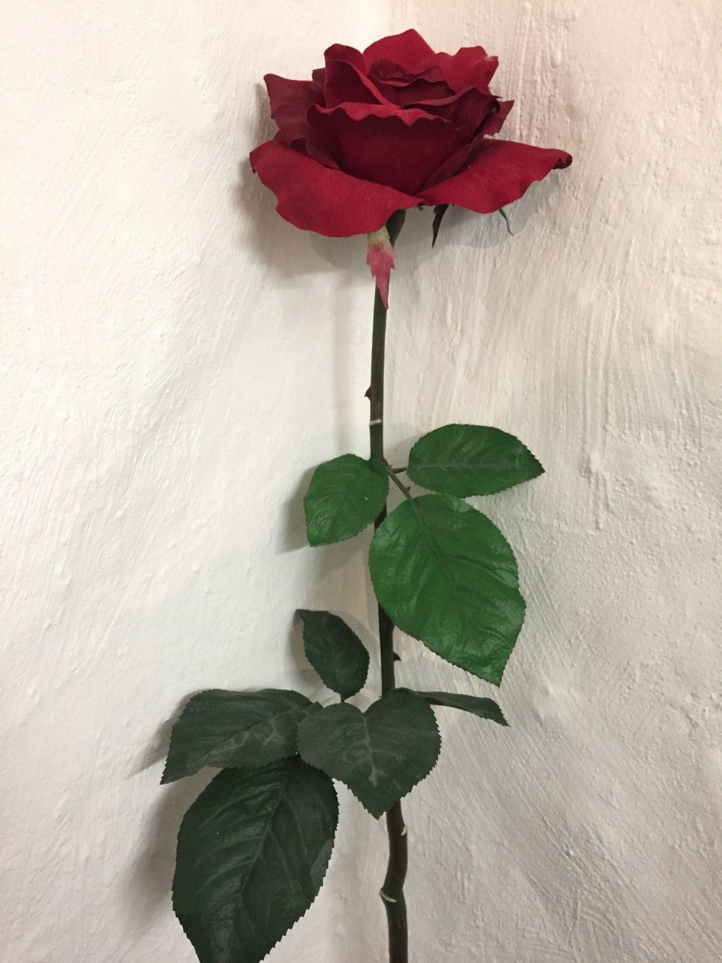 Piante & sementi: Sehr Schöner Dekorativer Kunst-Rose – Usato da Schaffhausen venduto da vintageville 1