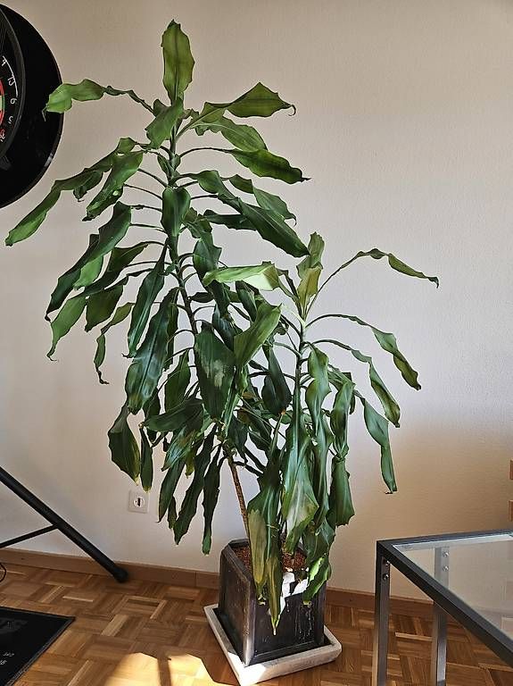 Plantes & graines: Drachenbaum / Zimmerpflanze 160cm – D'occasion à Rüschlikon par vii_ndd9