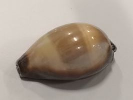 Muschel Onyx Kauri Cypraea Erronea Onyx Muscheln Cebu 40mm