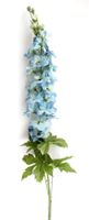 Seidenblume Rittersporn blau