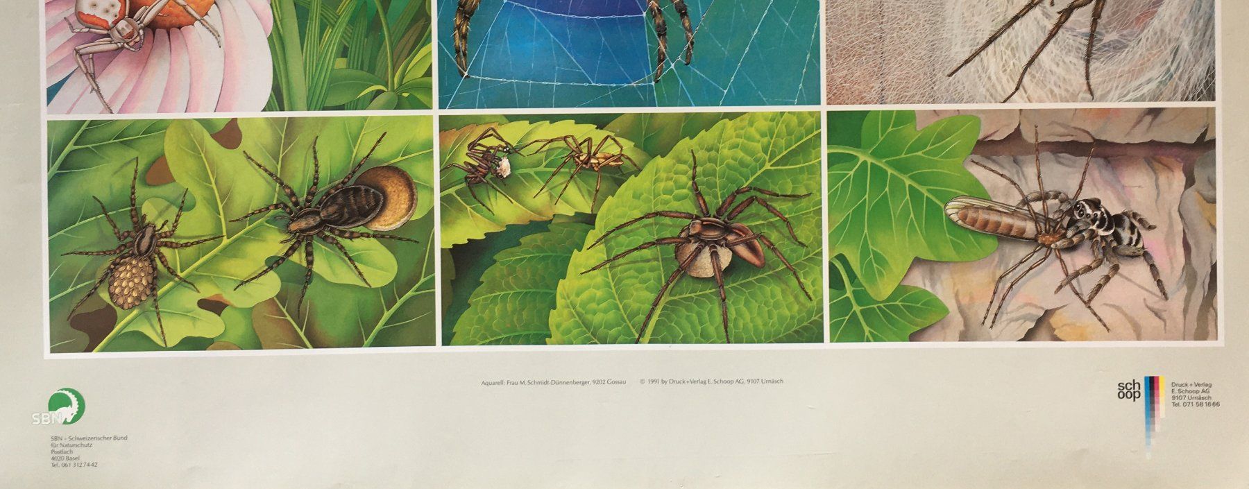 Foto & Immagini: Plakat "Spinnen" Schmidt-Dünnenberger – Usato da Härkingen venduto da sammelbecken 2