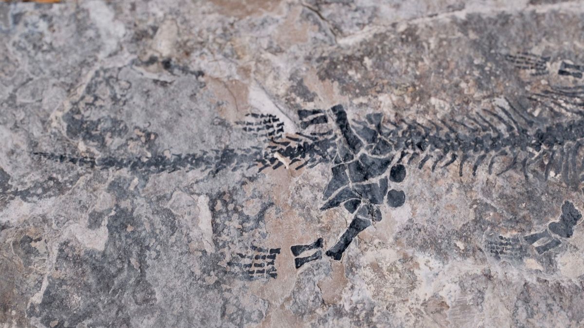 Toutes les décorations: Fossil -  Discosauriscus austriacus – D'occasion à Biel/Bienne par nimmes 2