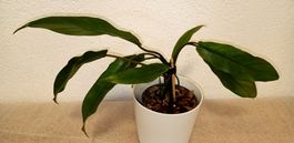 Philodendron Caramel MarbleVariegata ( vergrün )