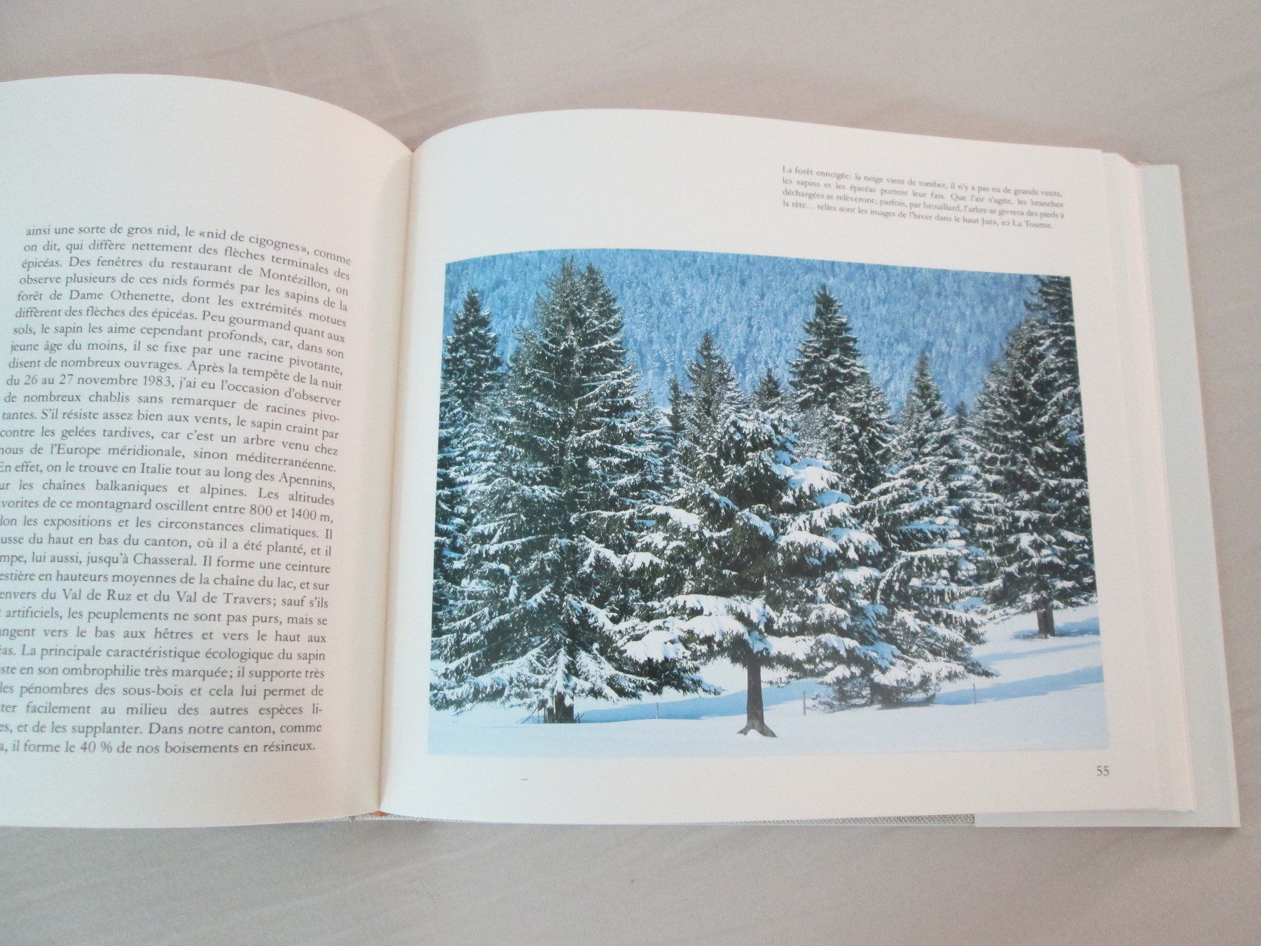 Libri: La forêt neuchâteloise – Usato da Neuchâtel venduto da Dualseele 8