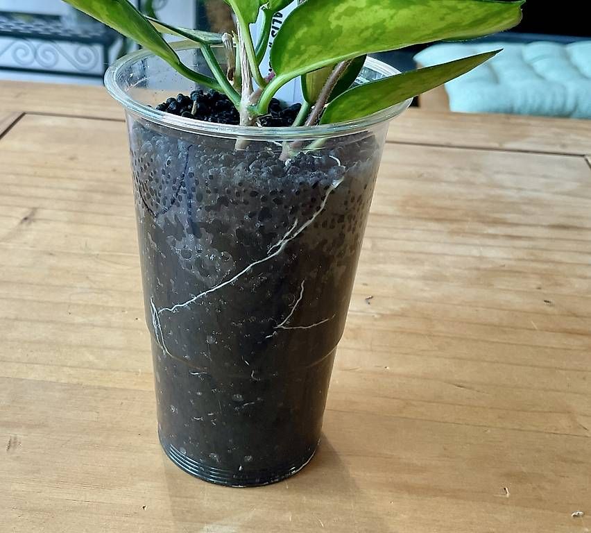 Piante & sementi: Hoya australis "Lisa" – Nuovo e nell'imballaggio originale da Schönholzerswilen venduto da Leavylounge 2