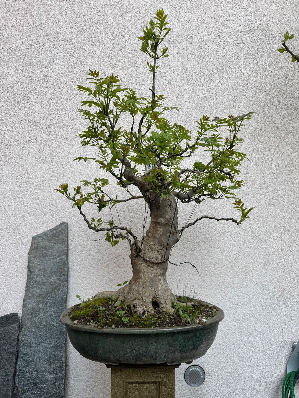 Piante & sementi: Eschen Bonsai Gross – Usato da Rümlang venduto da Gruseh.ch 5