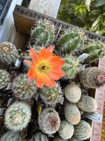 Echinocereus Hybride frosthart