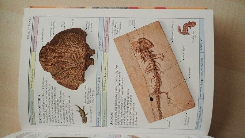 Libri: Fossilien Bestimmungsbuch – Usato da Rickenbach BL venduto da Oktober68 3