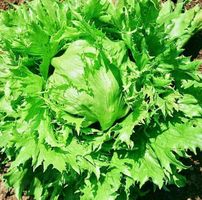 Ab 5.- fr 20 Same‪n SALAT ICEBERG 10 Graines 10 Semi Seeds