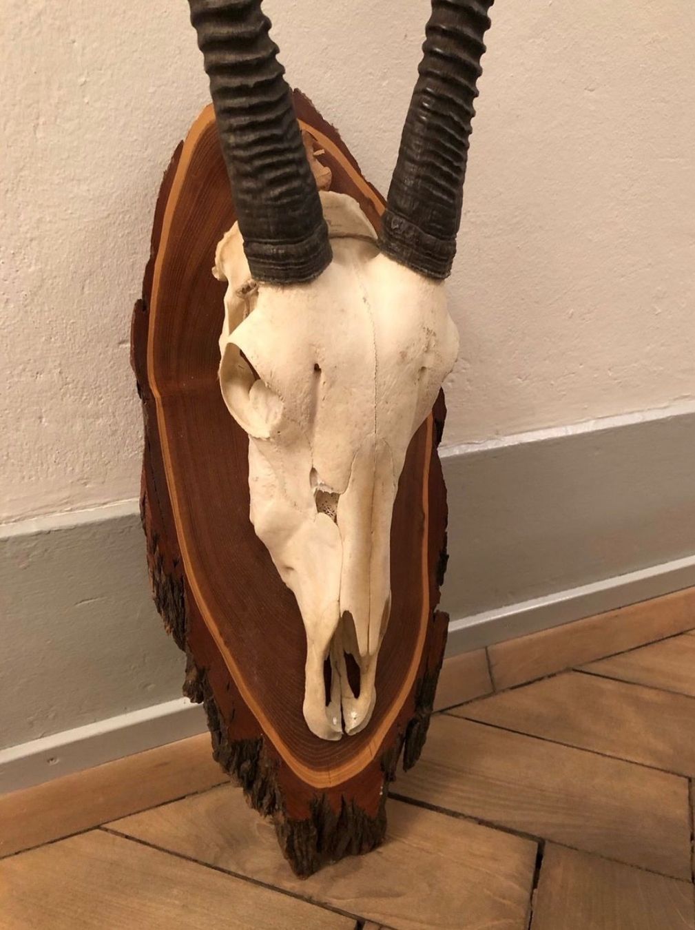 Tutte le decorazioni: Exotisches Geweih/ Oryx-Geweih – Usato da Zürich venduto da Esa8037 1