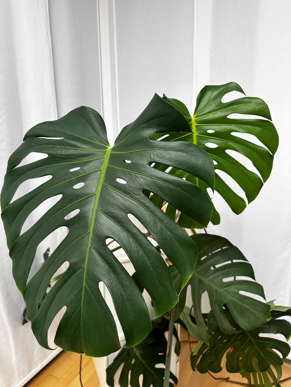 Plantes & graines: Grosse Monstera Zimmerpflanze – D'occasion à Haldenstein par enie123