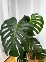 Grosse Monstera Deliciosa Zimmerpflanze