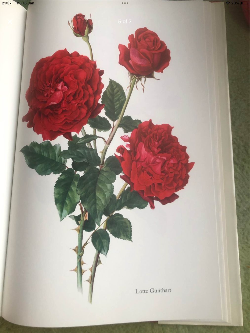 Libri: Noblesse de la Rose. 1965 – Usato da Bursinel venduto da don_ccb9 4