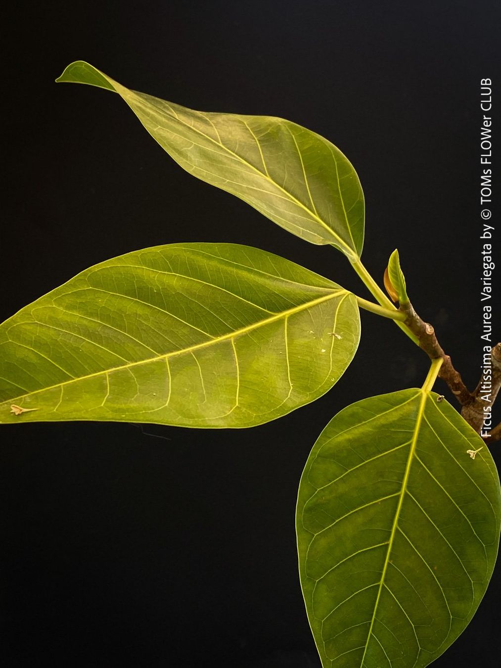Pflanzen & Samen: Ficus Altissima Aurea Variegata - als Steckling – Neu und originalverpackt aus Adliswil von astom369 4